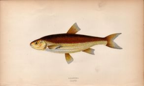 Graining 1869 Antique Johnathan Couch Coloured Fish Engraving.