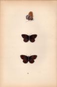 Scots Argus Hand Coloured Antique Butterfly Plate Rev Morris-65.