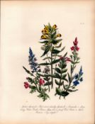 Rare 165-Yr-Old Antique Wildflower Gilt-Edged Illustration Jane Webb Loudon-47.