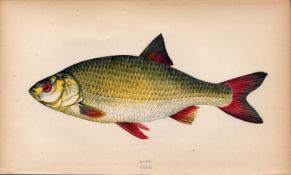 Rudd 1869 Antique Johnathan Couch Coloured Fish Engraving.