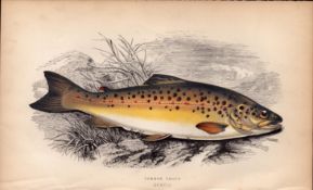 Common Trout Antique Johnathan Couch Coloured Fish Engraving.