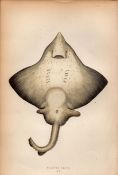 Flapper Skate 1869 Antique Johnathan Couch Coloured Engraving.