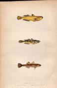 Yellow, Little, 2 Spotted Goby Antique Johnathan Couch Fish Engraving.