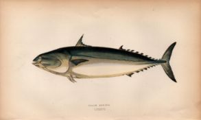 Plain Bonito 1868 Antique Johnathan Couch Coloured Fish Engraving.