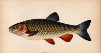 Chub 155 Years-Old 1869 Antique Johnathan Couch Coloured Fish Engraving.