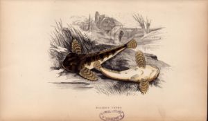 Millers Thumb 1869 Antique Johnathan Couch Coloured Fish Engraving.