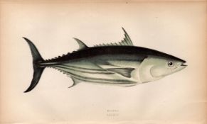 Bonito 1868 Antique Johnathan Couch Coloured Fish Engraving.