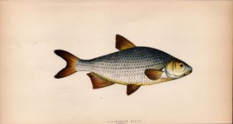 Pomeranian Bream Antique Johnathan Couch Coloured Fish Engraving.