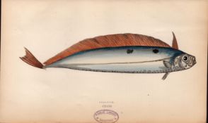 Dealfish 1869 Antique Johnathan Couch Coloured Fish Engraving.
