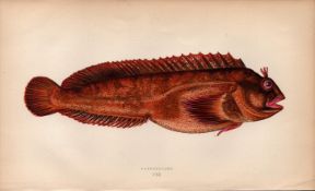 Gattorugine 155 Years-Old 1868 Antique Johnathan Couch Coloured Fish Engraving.