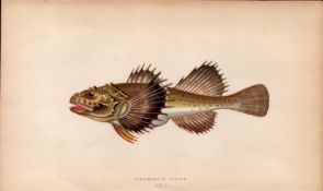Four-Horned Cottus 155 Years-Old Antique Johnathan Couch Coloured Fish Engraving.