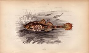 Pogge 1868 Antique Johnathan Couch Coloured Fish Engraving.