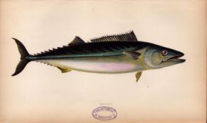 Pelamid 1869 Antique Johnathan Couch Coloured Fish Engraving.
