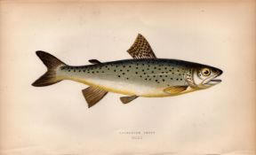 Lochleven Trout Antique Johnathan Couch Coloured Fish Engraving.