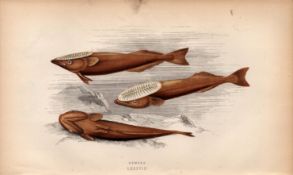 Remora 1868 Antique Johnathan Couch Coloured Fish Engraving.