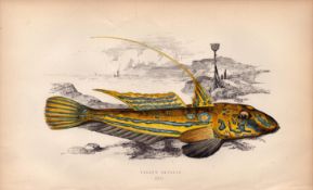 Yellow Skulpin 1868 Antique Johnathan Couch Coloured Fish Engraving.