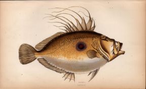 Doree 155 Years-Old 1868 Antique Johnathan Couch Coloured Fish Engraving.