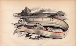 Bank’s Oarfish Antique Johnathan Couch Coloured Fish Engraving.