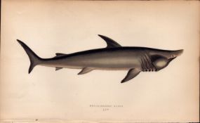Broad Headed Gazer Shark Antique Johnathan Couch Fish Engraving.