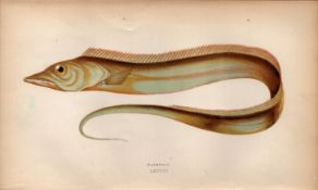 Hairtail 1868 Antique Johnathan Couch Fish Coloured Engraving.
