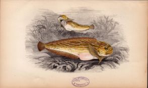Sea Snail Antique Johnathan Couch Coloured Fish Engraving.