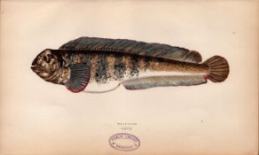 Wolf-Fish 1869 Antique Johnathan Couch Coloured Fish Engraving.