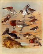 Antique Scarce Archibald Thorburn First Edition Large Bird Print Sandpipers & Stints-66.