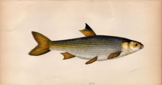 Dace 1869 Antique Johnathan Couch Coloured Fish Engraving.