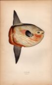 Sunfish Antique 1869 Johnathan Couch Fish Coloured Engraving.