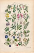 Sowerby Antique Everlasting Pea, Sweet Pea, Plum, Sloe, Cherry, Blackthorn`-18