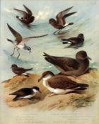 Antique Scarce Archibald Thorburn First Edition Large Bird Print Seabirds-79.