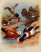 Antique Scarce Archibald Thorburn Large First Edition Bird Print The Duck Family-46.