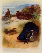 Antique Scarce Large First Edition Bird Print Red & Black Grouse-55.