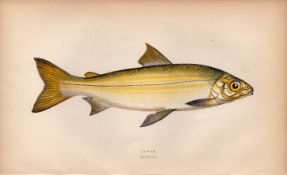 Powan Antique Johnathan Couch Coloured Fish Engraving.