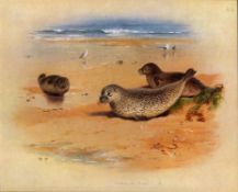 Antique Archibald Thorburn First Edition Scarce Lithograph the Common Seal -14.