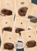 Job Lot 7 Antique 150-Year-Old Colour 1875 Engravings Rev Morris Nests -2.