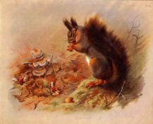 Antique Archibald Thorburn First Edition Scarce Lithograph The Squirrel- 24.