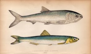 Scale Finned Shad & Anchovy Antique Johnathan Couch Fish Engraving.