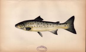 Peal 1869 Antique Johnathan Couch Coloured Fish Engraving.