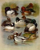 Antique Scarce Archibald Thorburn Large First Edition Bird Print The Duck Family -49.