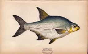 White Bream Antique 1869 Johnathan Couch Coloured Fish Engraving.