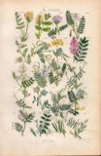 Sowerby Antique Wild-Flowers Purple Milk Joint Horseshoe Wood Tufted Yellow Bush-17.