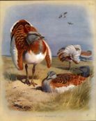 Antique Scarce First Edition Large Bird Print The Great Bustard – 60.