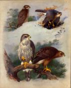 Antique Scarce First Edition Bird Print Goshawk & Sparrow Hawk-34.