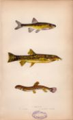 Minnow Spined Loach Antique Johnathan Couch Coloured Fish Engraving.
