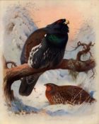 Antique Scarce Archibald Thorburn Large First Edition Bird Print Capercaillie-54.