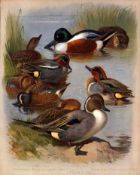 Antique Scarce Archibald Thorburn Large First Edition Bird Print Shoveler, Pintail, Teal-47.