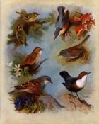 Antique Scarce Archibald Thorburn 1st Edition Large Bird Sparrow, Dipper, Crest-9.