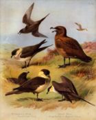 Antique Scarce First Edition Large Bird Print The Skua Seabirds Family-75.