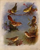 Antique Scarce Archibald Thorburn 1st Edition Large Bird Print Warblers-7.